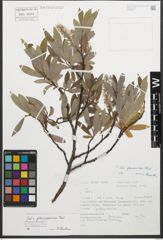 Foto von Salix glaucosericea Flod.